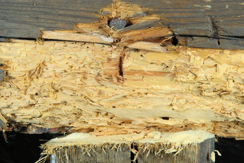 Quali sono le cause dei tarli nel legno e come risolverle